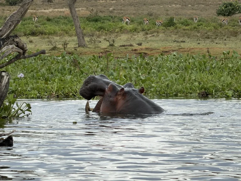 Lake Naivasha 01
